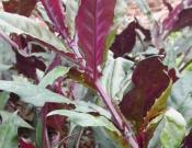 紫背菜的养殖方法和注意事项
