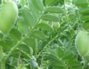 鹰嘴豆的养殖方法和注意事项