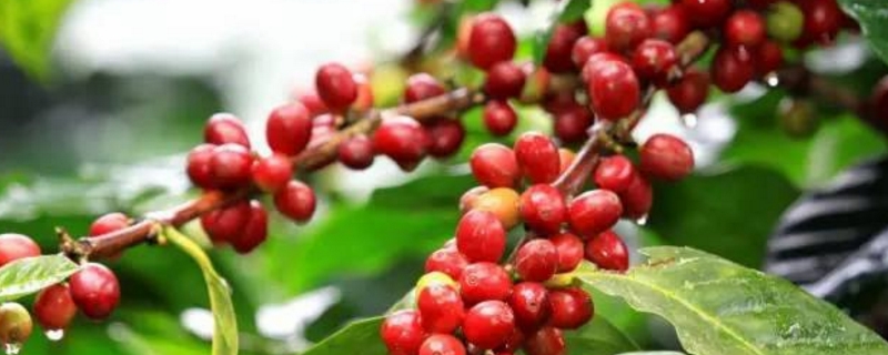 咖啡树的养殖方法和注意事项
